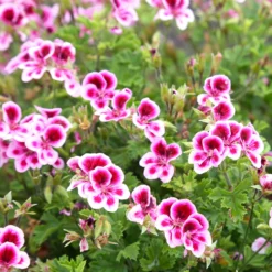 Duftgeranie Pansy (x3) - Blüht und duftet den ganzen Sommer