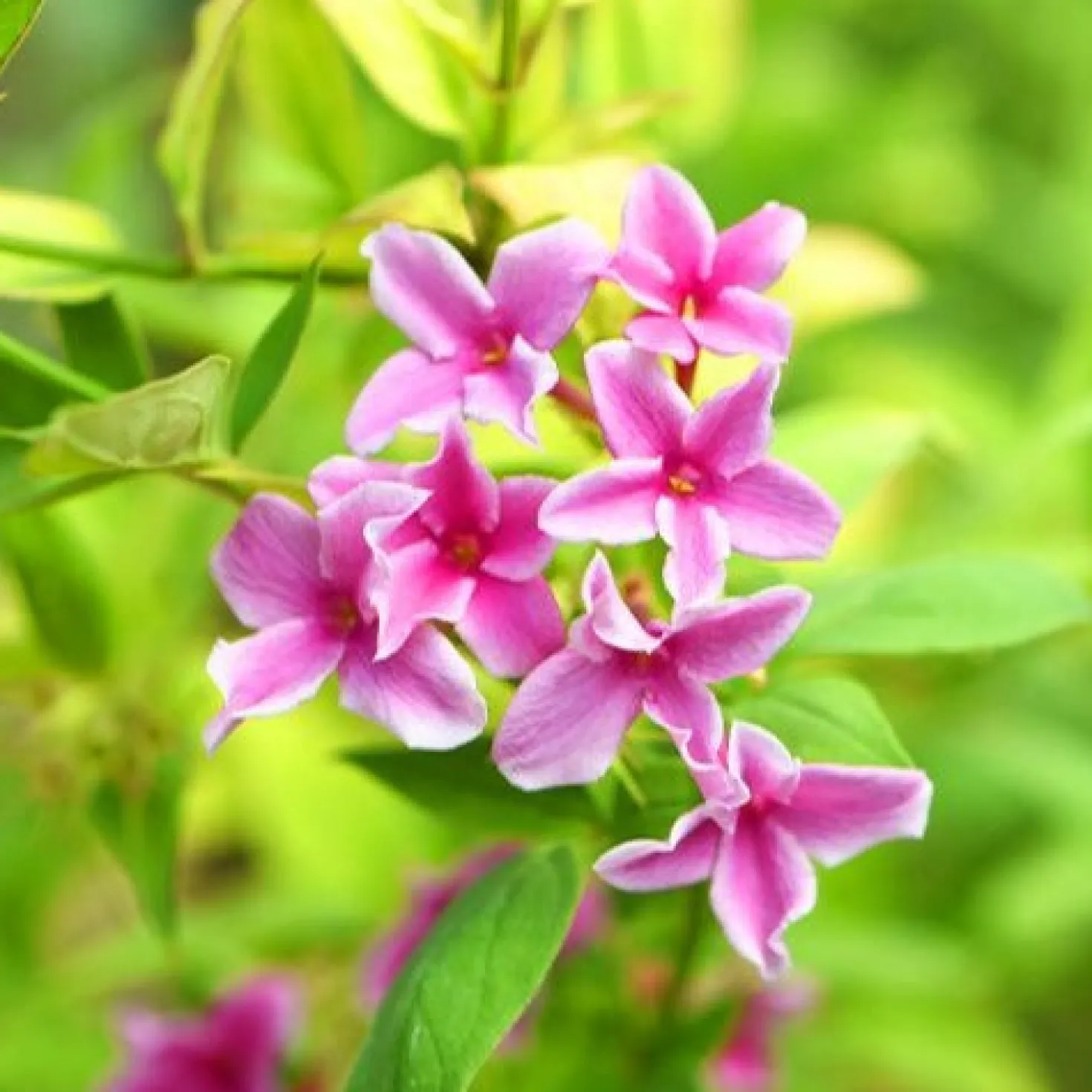 Duftjasmin 'Starry Summer Scent' - Duft und Blüten den ganzen Sommer