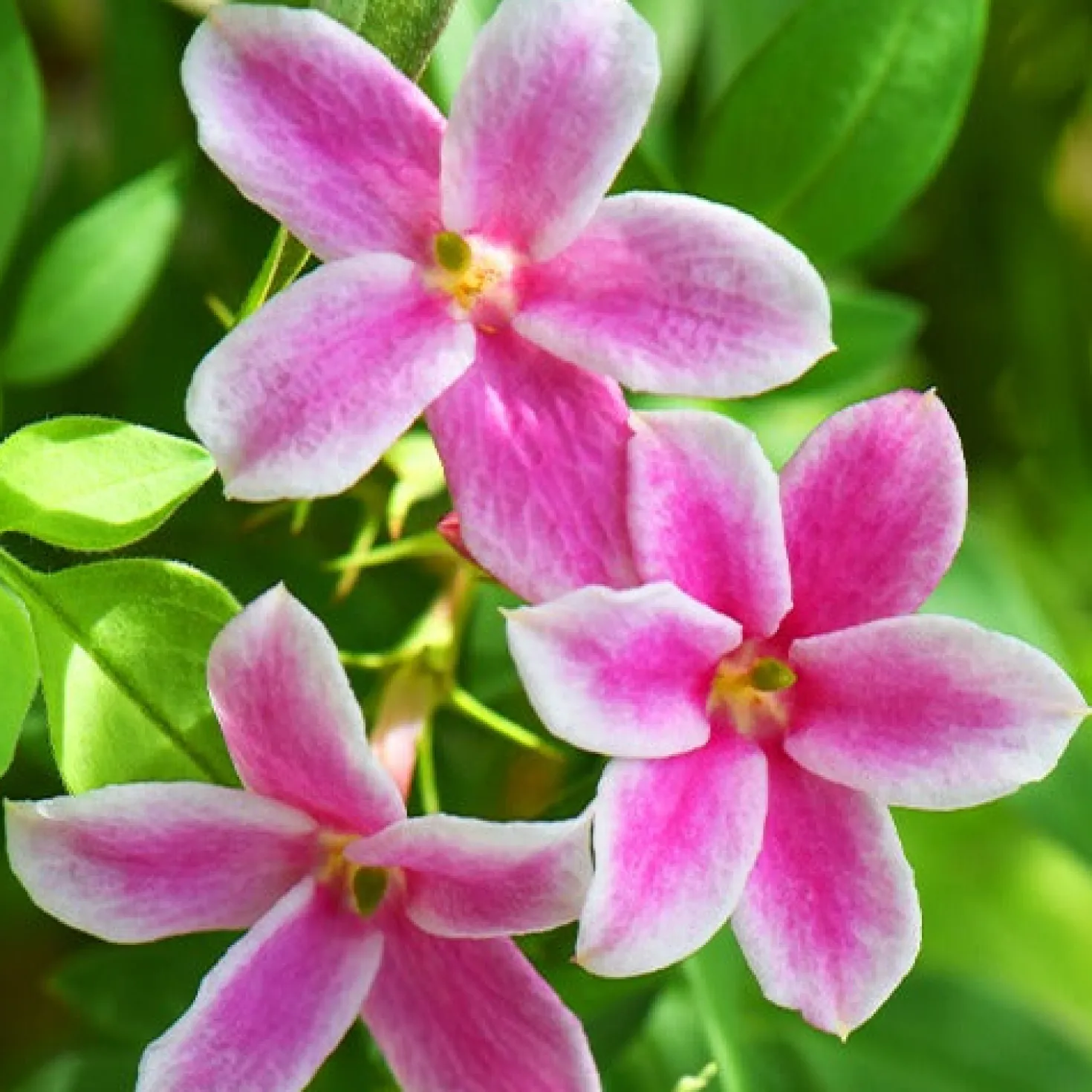 Duftjasmin 'Starry Summer Scent' - Duft und Blüten den ganzen Sommer