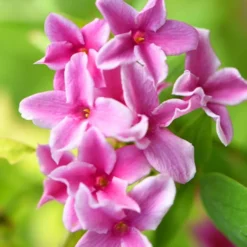 Duftjasmin 'Starry Summer Scent' - Duft und Blüten den ganzen Sommer