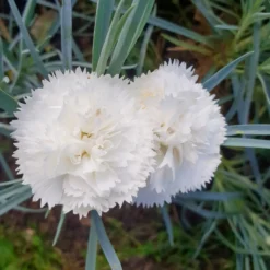 Duftnelke ‘Haytor White’ - Weiße Blüten, feiner Duft