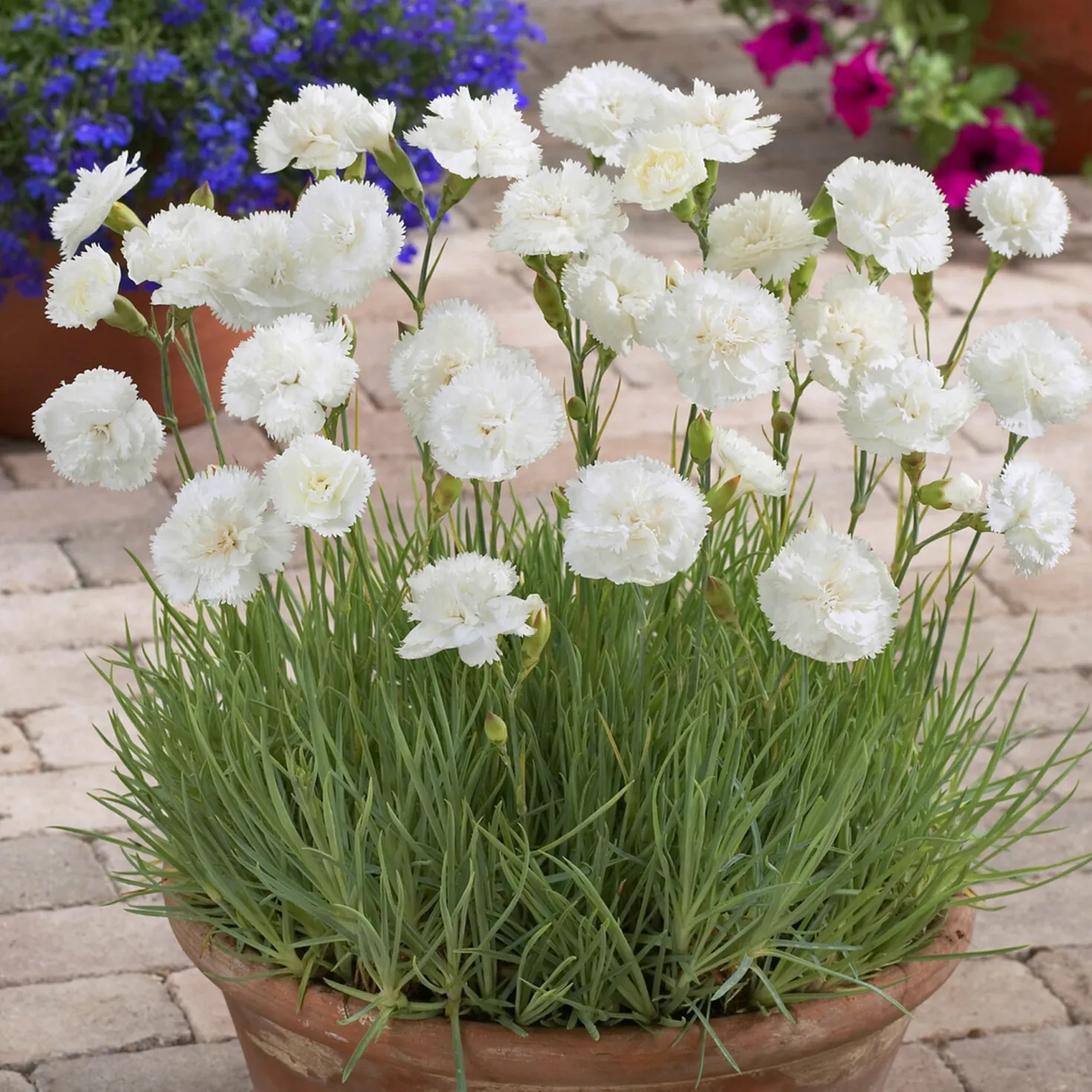 Duftnelke ‘Haytor White’ - Weiße Blüten, feiner Duft