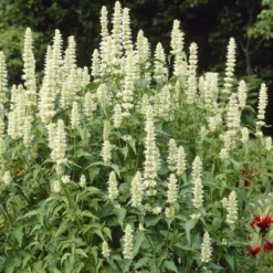 Duftnessel 'Alabaster' - Weiße Blüten voller Bienen