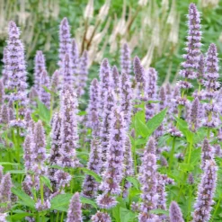 Duftnessel 'Blue Fortune' - Der Bienenmagnet fürs Beet