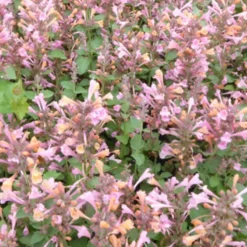 Duftnessel Kudos Ambrosia - Bienenmagnet in Apricot