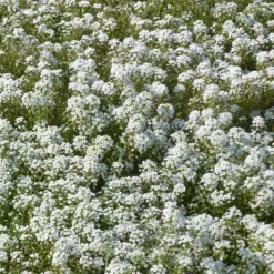 Duftsteinrich - Duftteppich in Weiß