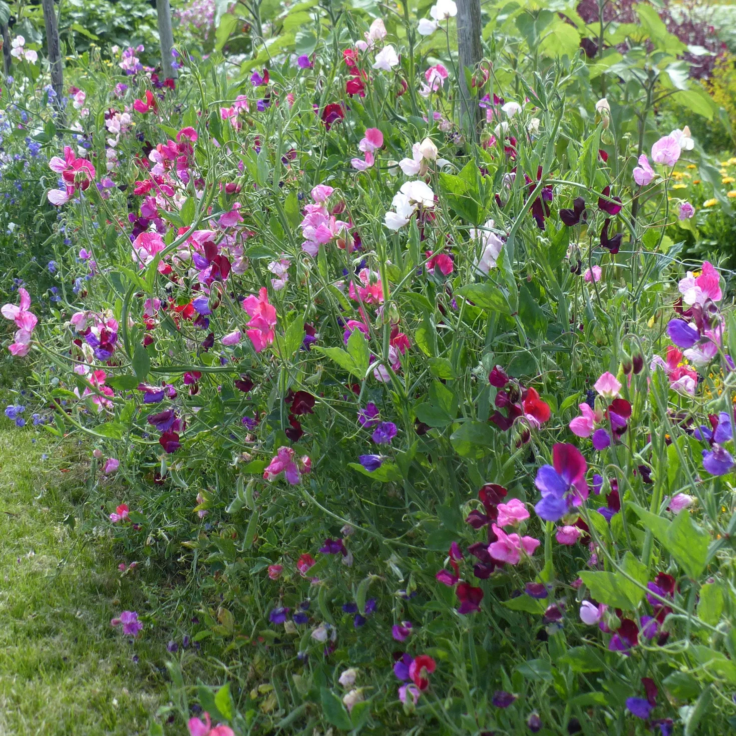 Duftwicken-Kollektion - Duftende Sträuße den ganzen Sommer