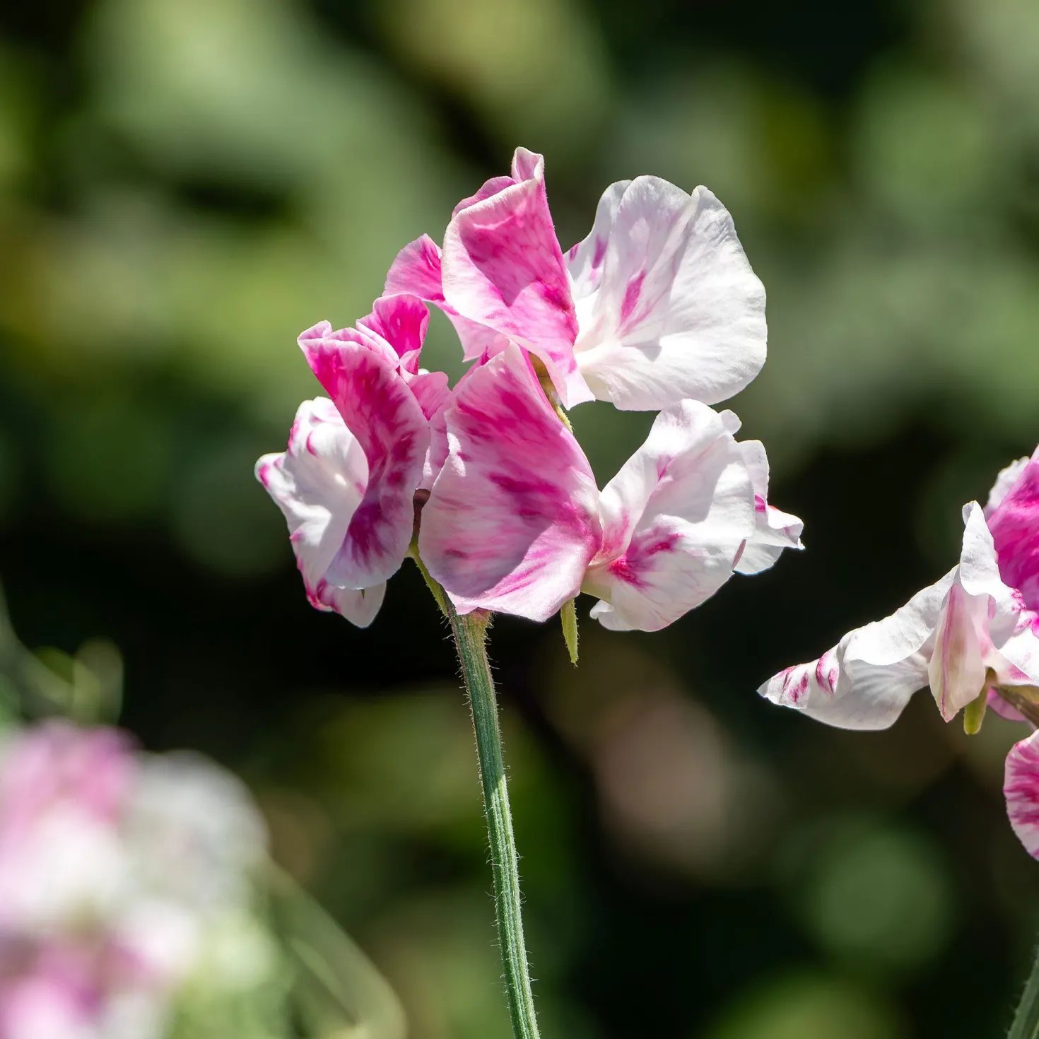 Duftwicke ‘Painted Lady 1937’ - Duftende Blüten am Zaun