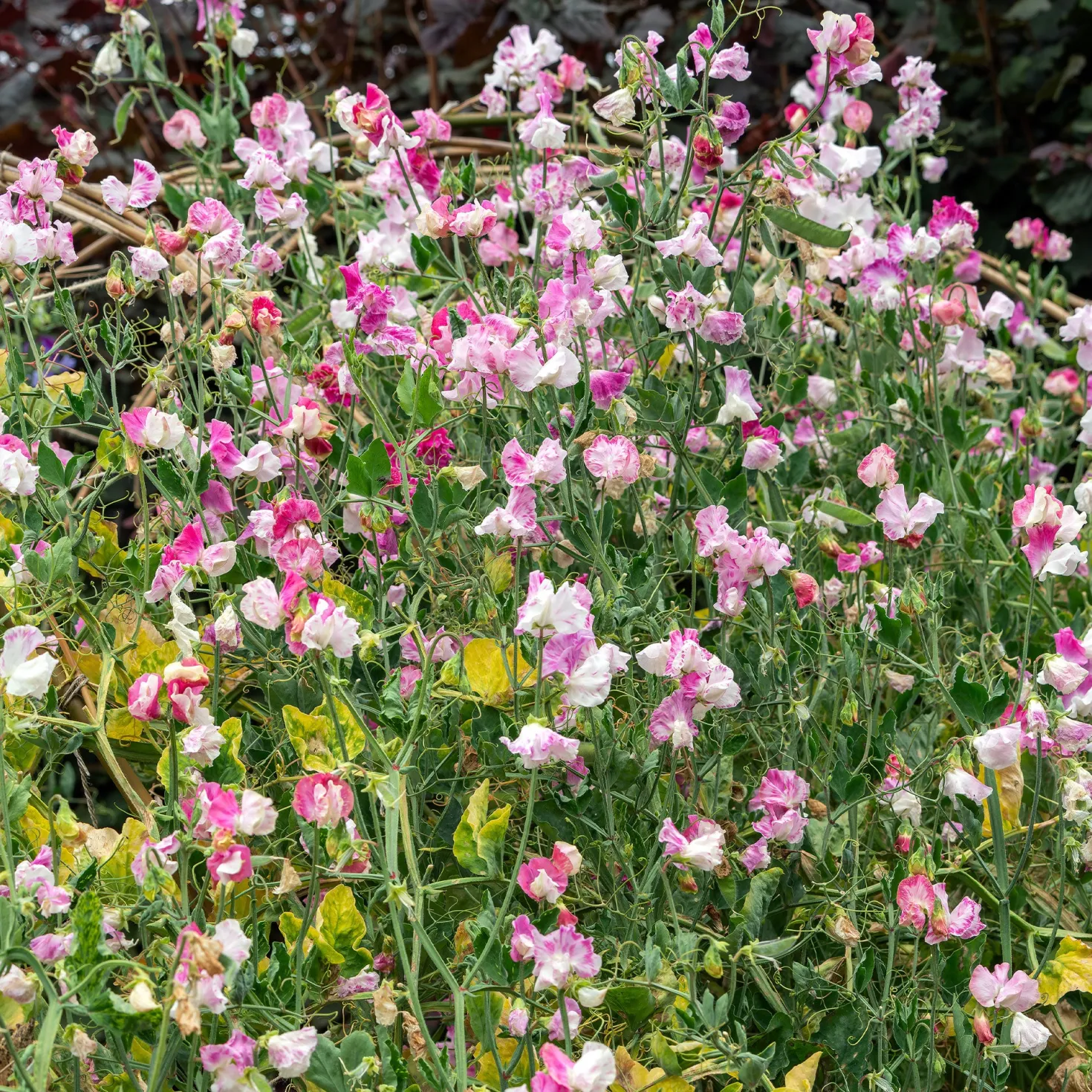 Duftwicke ‘Painted Lady 1937’ - Duftende Blüten am Zaun