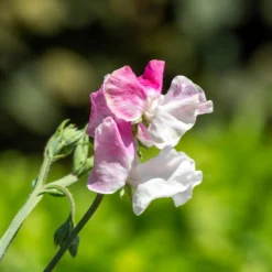 Duftwicke ‘Painted Lady 1937’ - Duftende Blüten am Zaun