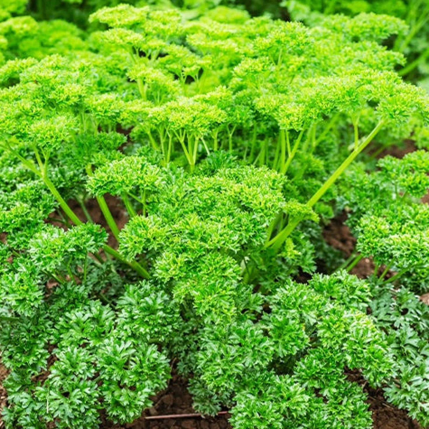Dunkelgrüne krause Petersilie - Frisch geerntet, voller Aroma