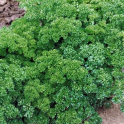 Dunkelgrüne krause Petersilie - Frisch geerntet, voller Aroma
