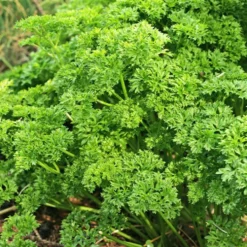 Dunkelgrüne krause Petersilie - Frisch geerntet, voller Aroma