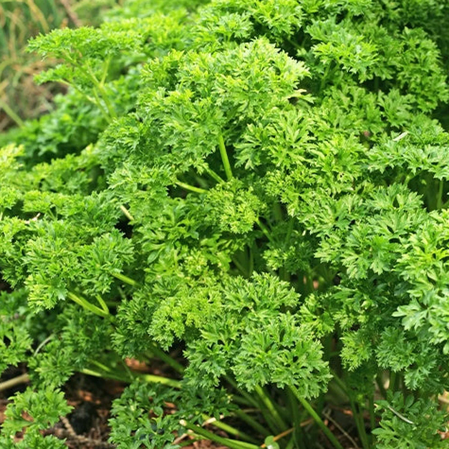 Dunkelgrüne krause Petersilie - Frisch geerntet, voller Aroma