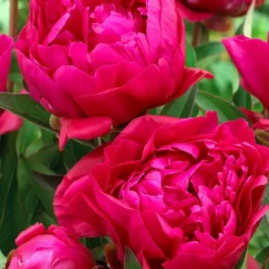 Duo rote und rosa Pfingstrosen - Zwei Farben, ein Blütentraum