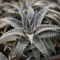 Dyckia Grand Marnier - Exotik ohne Aufwand