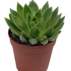 Echeveria agavoides im weißen Übertopf ELHO - Fleischiges Laub, dekorativ