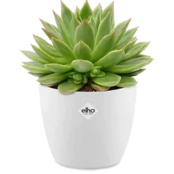 Echeveria agavoides im weißen Übertopf ELHO - Fleischiges Laub, dekorativ