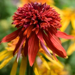 Echinacea Eccentric - Feurige Blüten den ganzen Sommer
