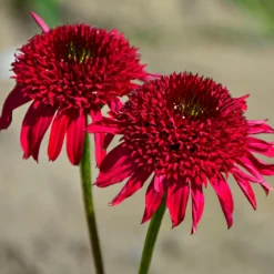 Echinacea Eccentric - Feurige Blüten den ganzen Sommer