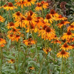 Echinacea Tiki Torch - Leuchtendes Orange im Beet