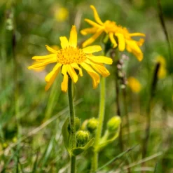 Echte Arnika - Goldgelbe Blüten für den Garten