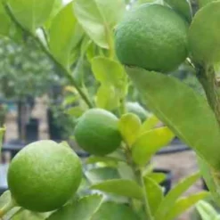 Echte Limette - Frische Limetten vom Balkon