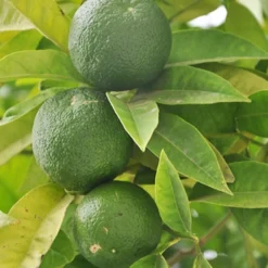 Echte Limette - Frische Limetten vom Balkon
