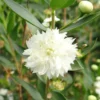 Echte Myrte 'Flore Pleno' - Duft und Weiß für die Terrasse