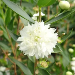 Echte Myrte 'Flore Pleno' - Duft und Weiß für die Terrasse