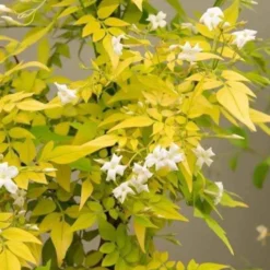 Echter Jasmin 'Fiona Sunrise' - Goldlaub und Duft im Garten
