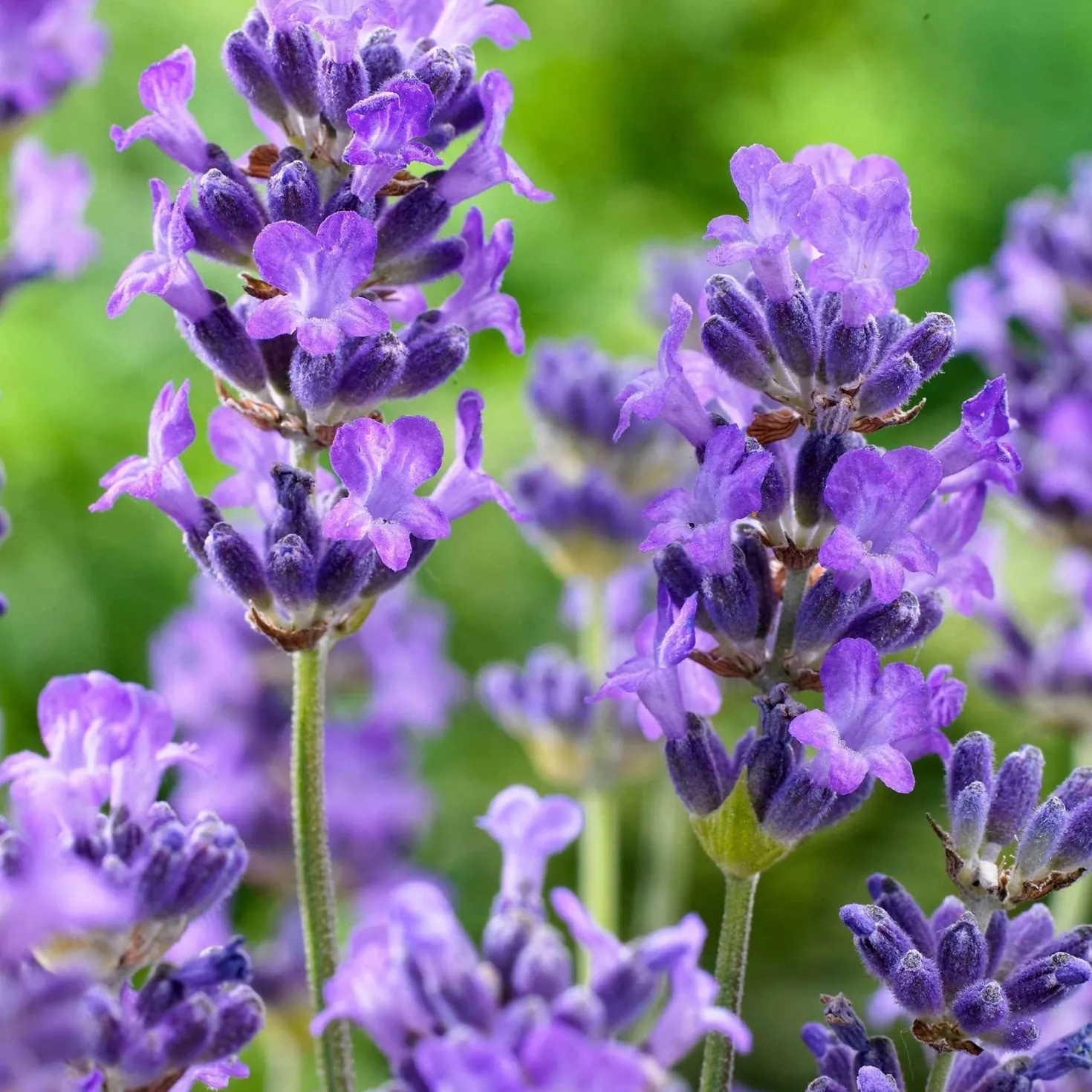 Echter Lavendel 'Hidcote' - Tiefviolett und duftend