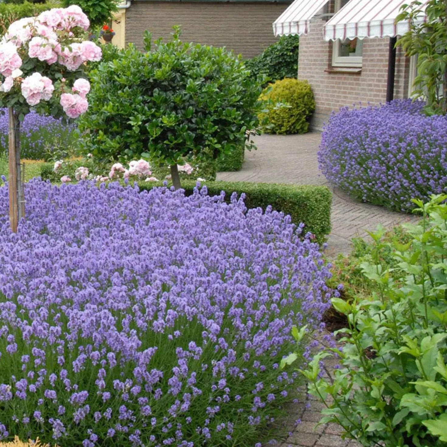Echter Lavendel 'Hidcote' - Tiefviolett und duftend