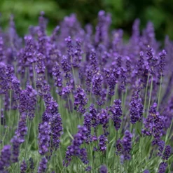 Echter Lavendel 'Hidcote' - Tiefviolett und duftend