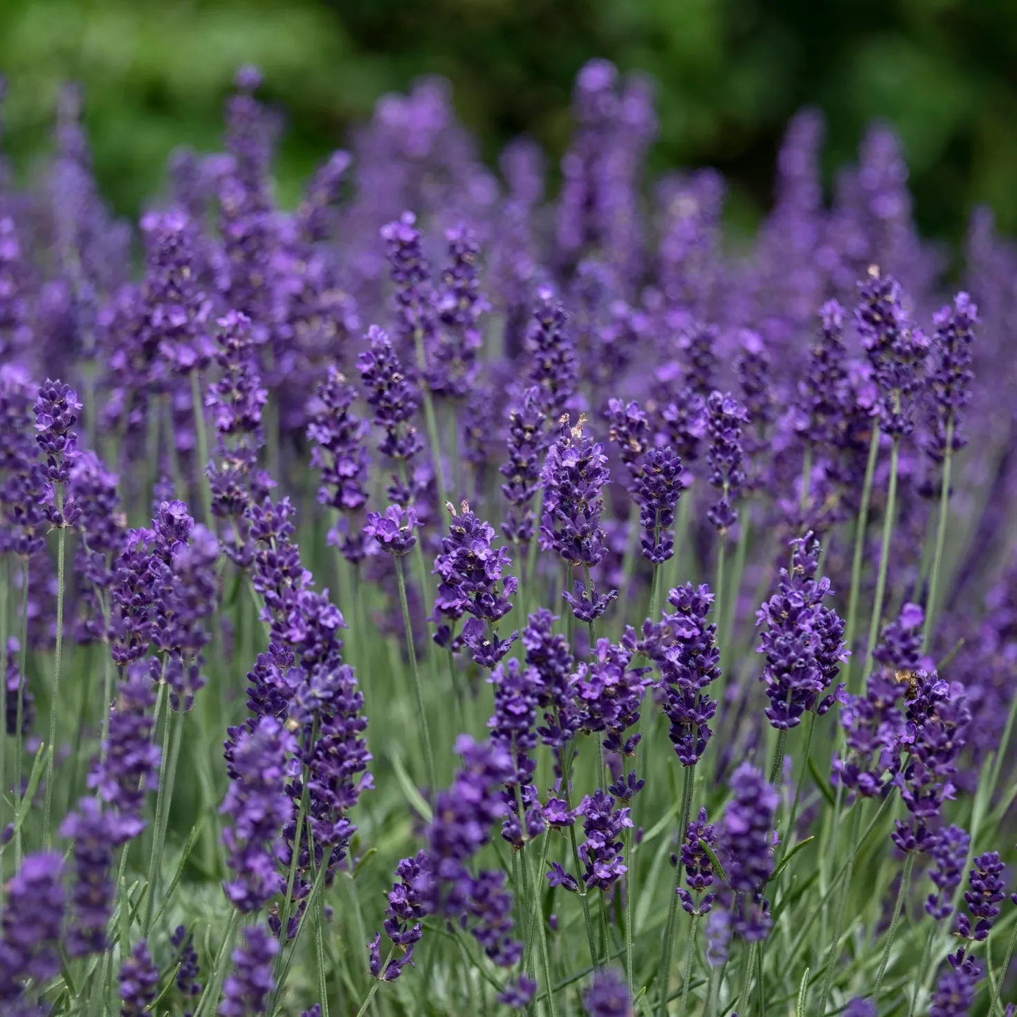 Echter Lavendel 'Hidcote' - Tiefviolett und duftend