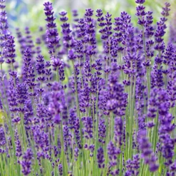 Echter Lavendel 'Hidcote' - Tiefviolett und duftend
