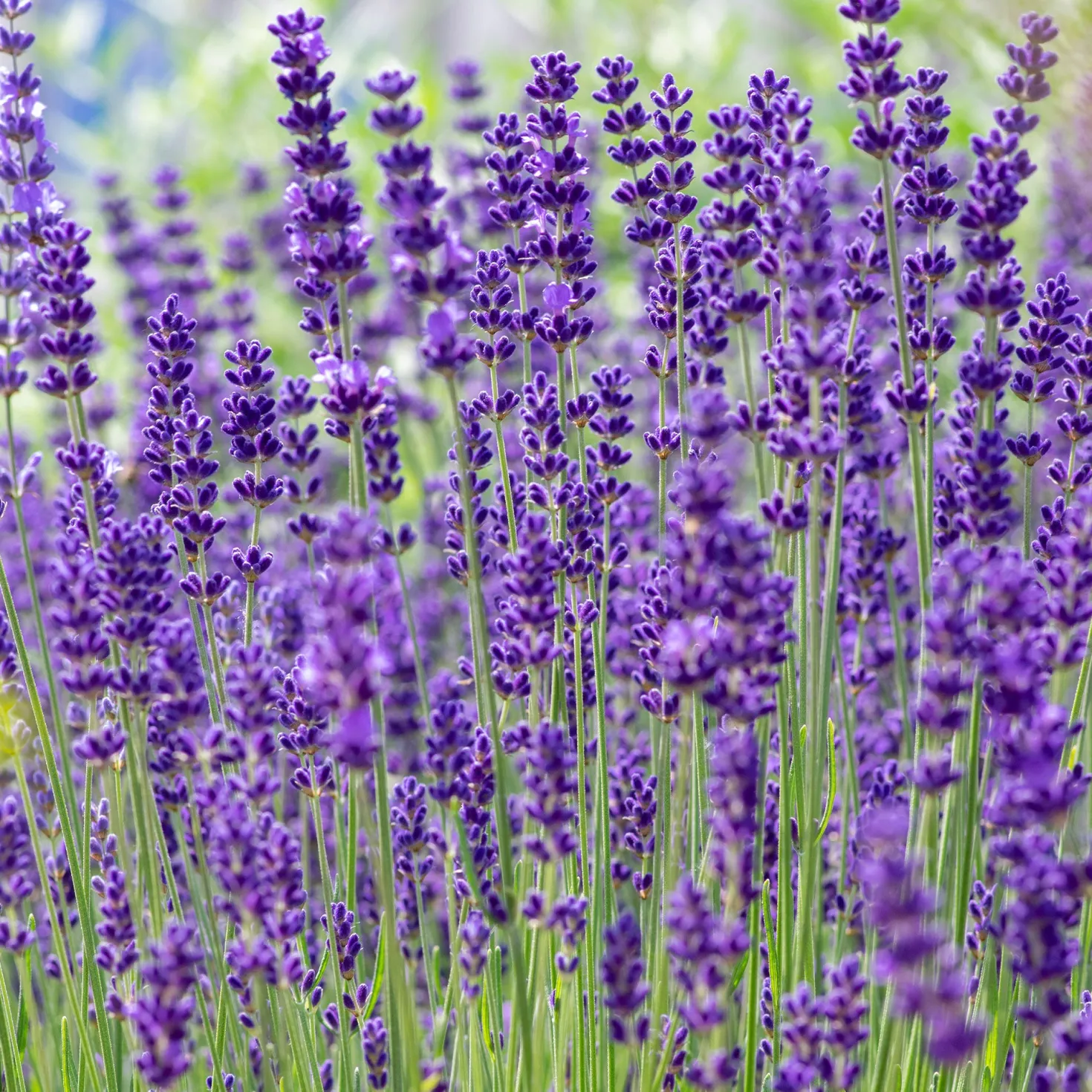 Echter Lavendel 'Hidcote' - Tiefviolett und duftend
