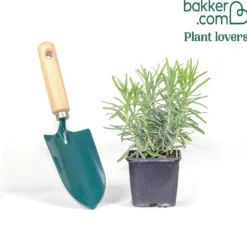 Echter Lavendel Munstead - Duft und Blüten den ganzen Sommer
