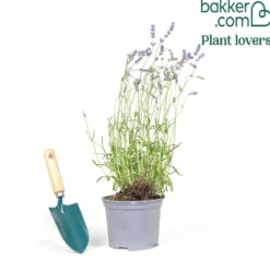 Echter Lavendel Munstead - Duft und Blüten den ganzen Sommer
