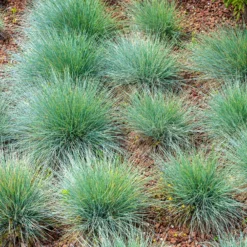 Echter Schaf-Schwingel - Blaues Gras, sofort Wow