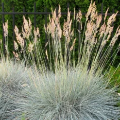 Echter Schaf-Schwingel - Blaues Gras, sofort Wow