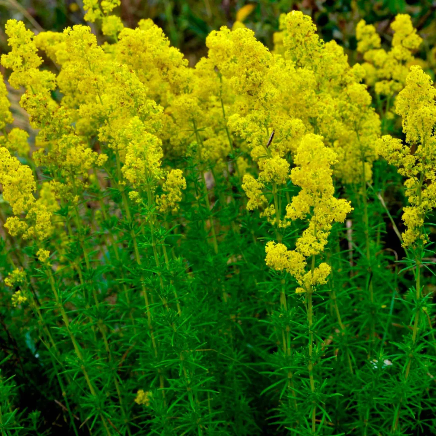Echtes Labkraut - Honigduft im ganzen Garten
