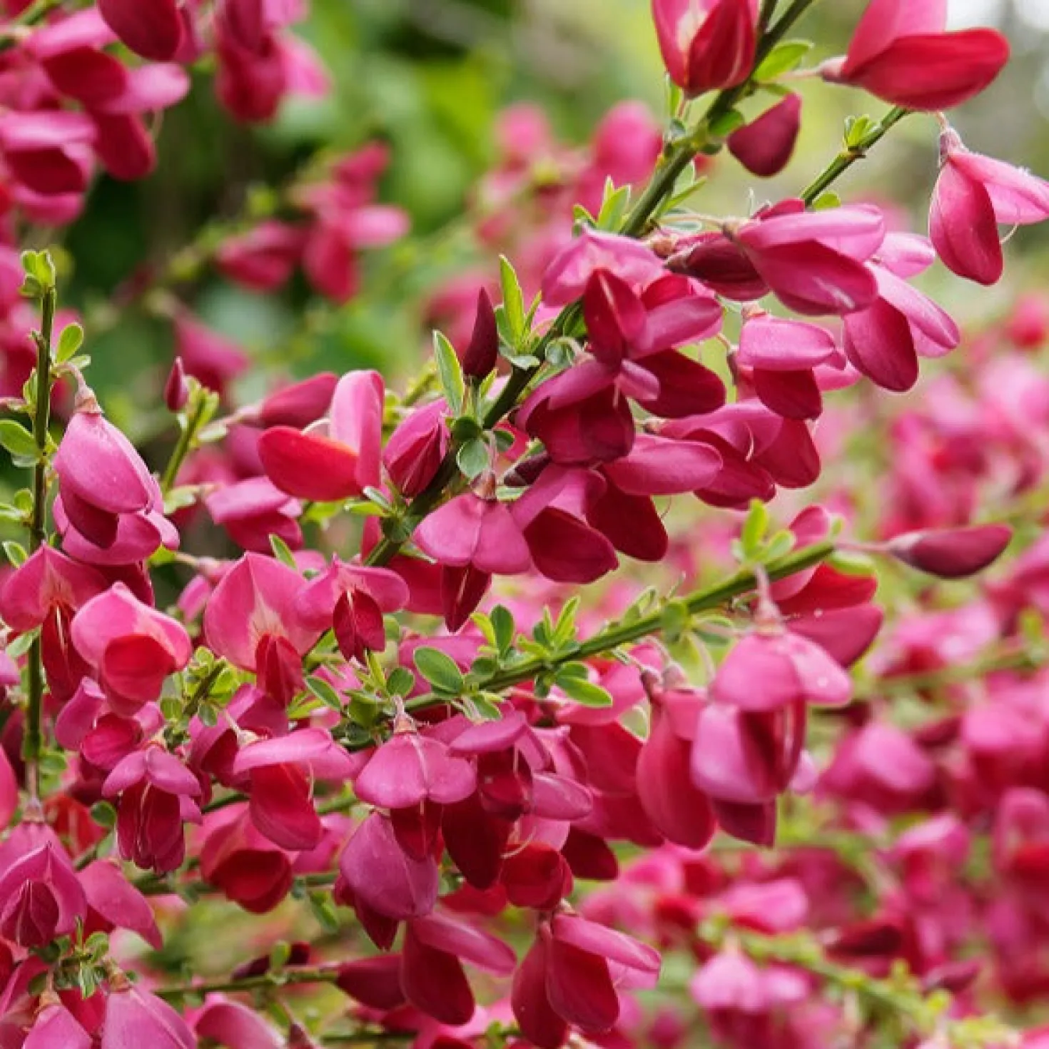 Edelginster Boskoop Ruby - Blütenmeer in Rubinrot