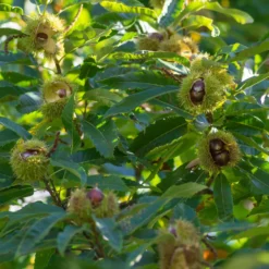Edelkastanie - Essbare Ernte im Herbst