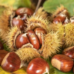 Edelkastanie - Essbare Ernte im Herbst