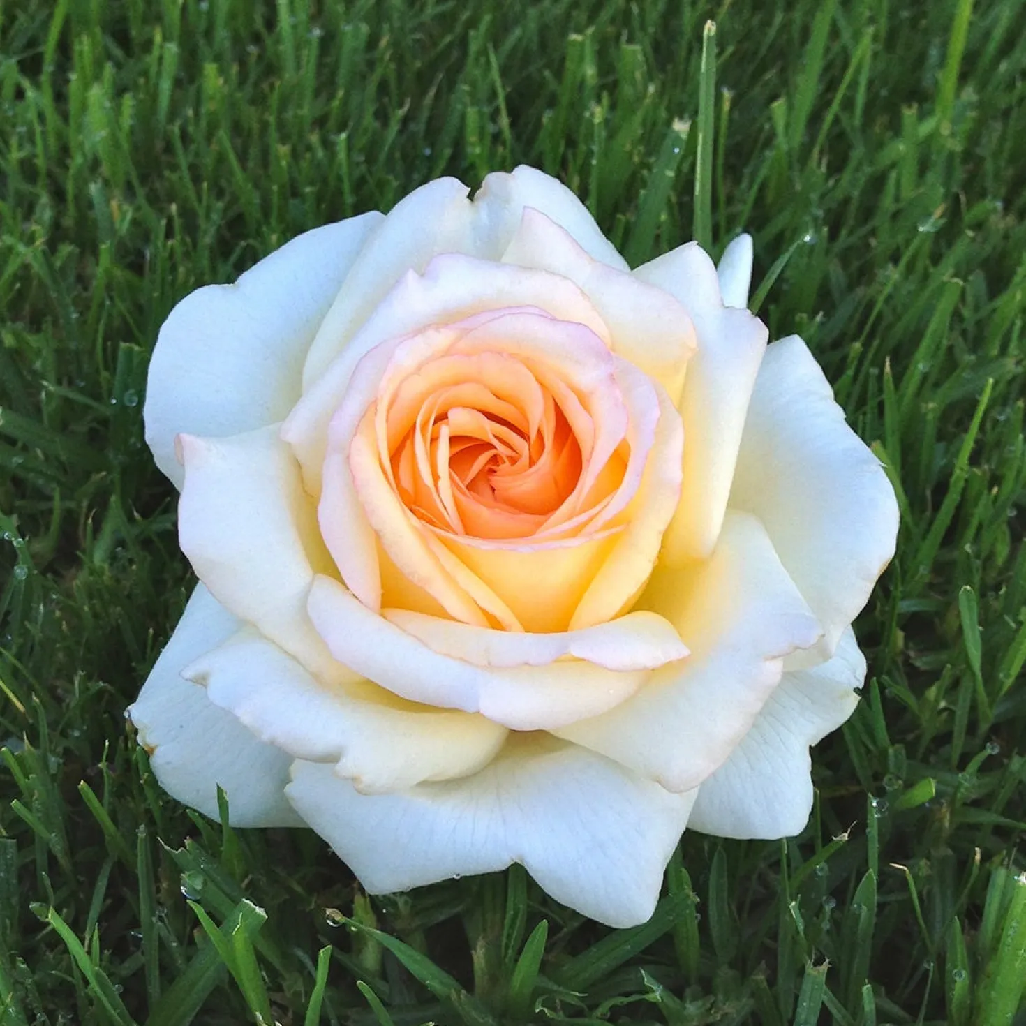 Edelrose Anastasia® - Reinweiß und herrlich duftend