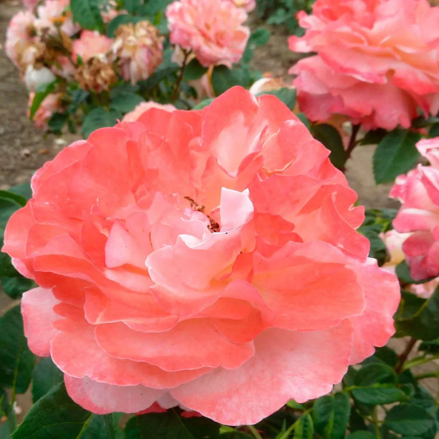 Edelrose 'Augusta Louise' - Große Blüten, satter Duft