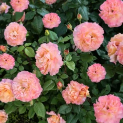 Edelrose 'Augusta Louise' - Große Blüten, satter Duft
