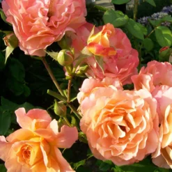 Edelrose 'Augusta Louise' - Große Blüten, satter Duft