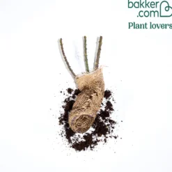Edelrose Barkarole - Tiefrote Blüten voller Duft